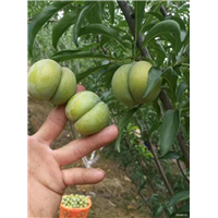 贵州蜂糖李苗 