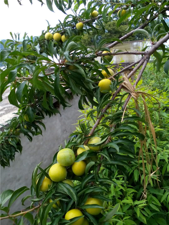 哪里有蜂糖李 