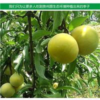 贵州蜂糖李苗 