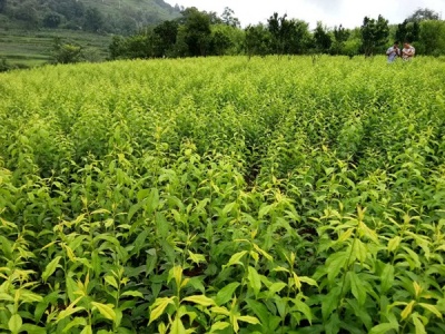 贵州哪里有蜂糖李 