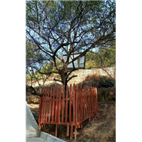 贵州蜂糖李 