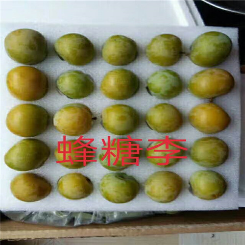 正宗蜂糖李 