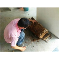 学校白蚁防治图 