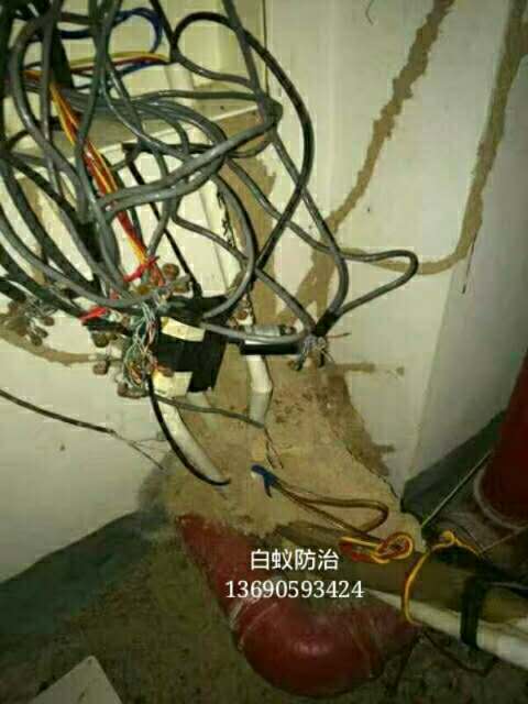 广州杀白蚁|广州杀白蚁中心