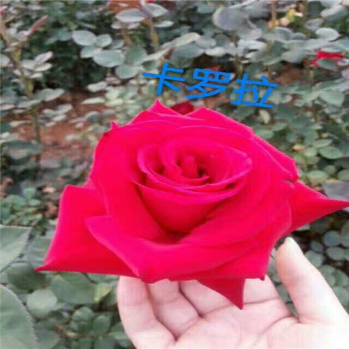 云南玫瑰花苗