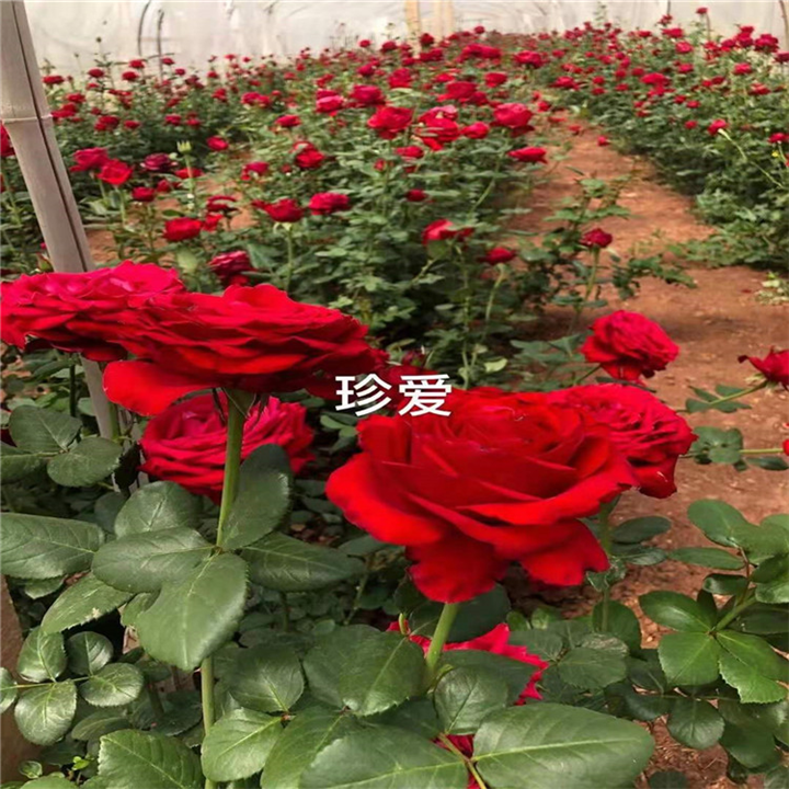 云南玫瑰种苗基地