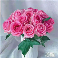甘肃玫瑰苗