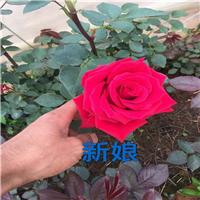 云南月季种苗基地