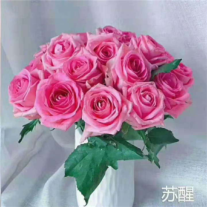 甘肃玫瑰苗