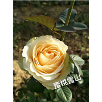 云南玫瑰花苗价格