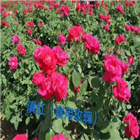 云南香水玫瑰