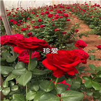 云南玫瑰种苗基地