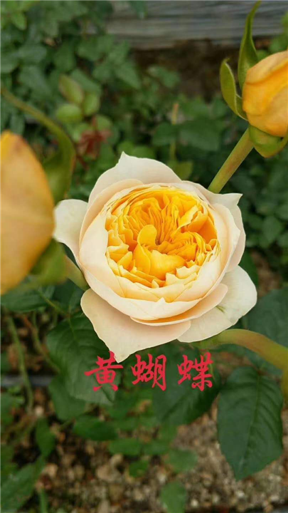 云南昆明玫瑰苗批发