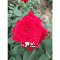 云南玫瑰苗