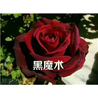 云南玫瑰花苗