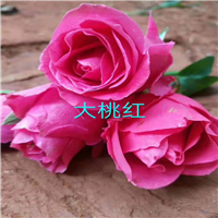 云南食用玫瑰苗出售