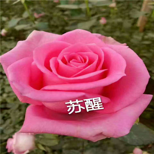 河北月季种苗