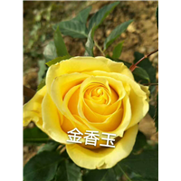 云南玫瑰苗价格
