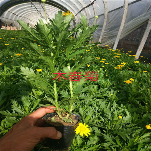 山东玫瑰种苗
