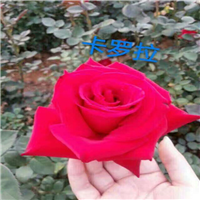 云南玫瑰花苗