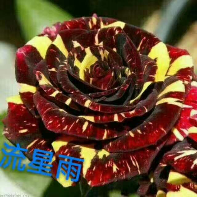云南玫瑰种苗直销基地
