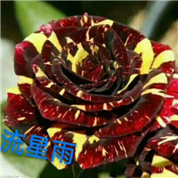 云南玫瑰种苗直销基地
