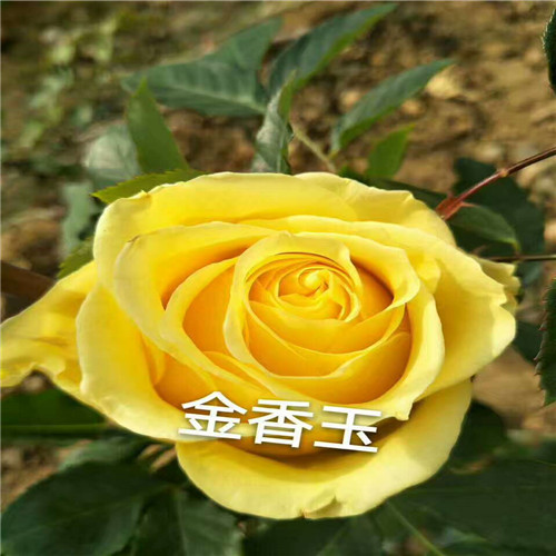 山东玫瑰苗基地