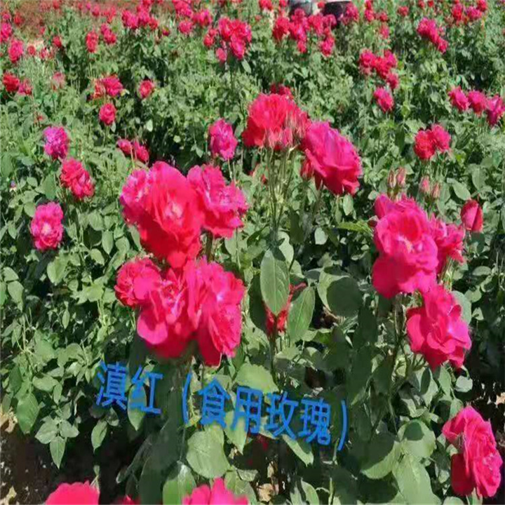 云南香水玫瑰
