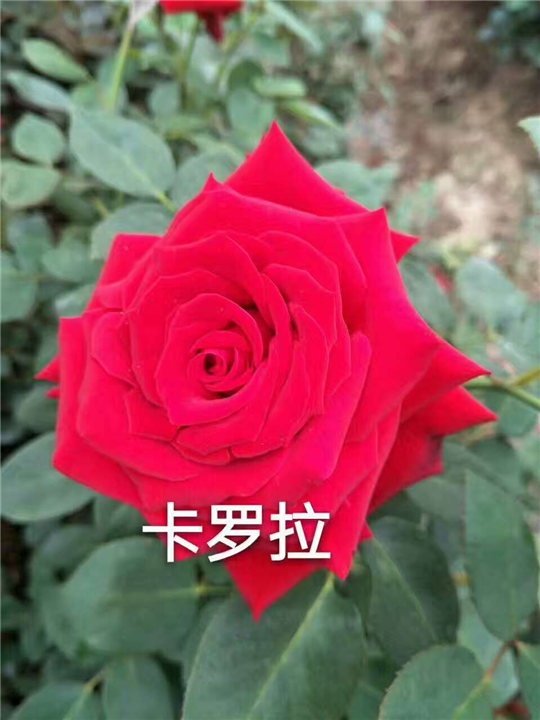 云南玫瑰苗
