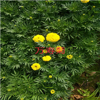 辽宁月季苗批发
