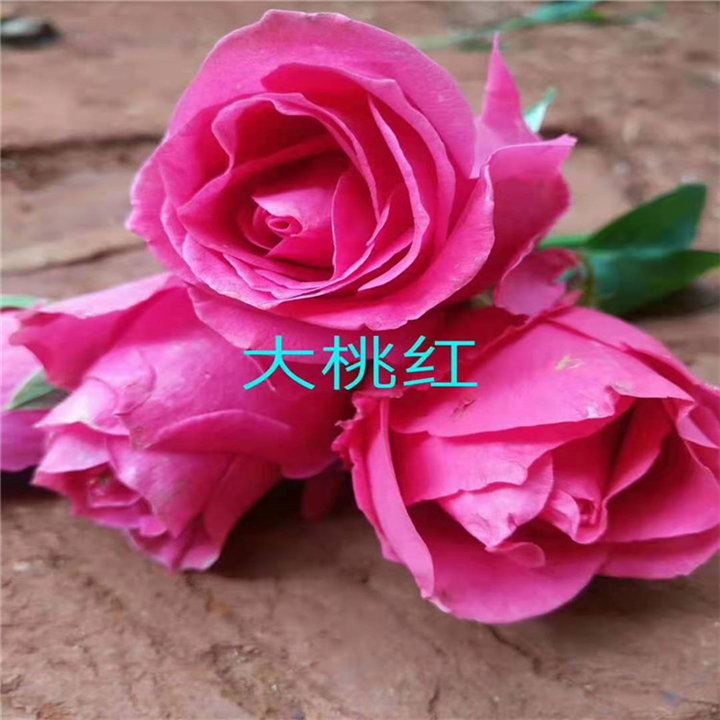 云南食用玫瑰苗出售
