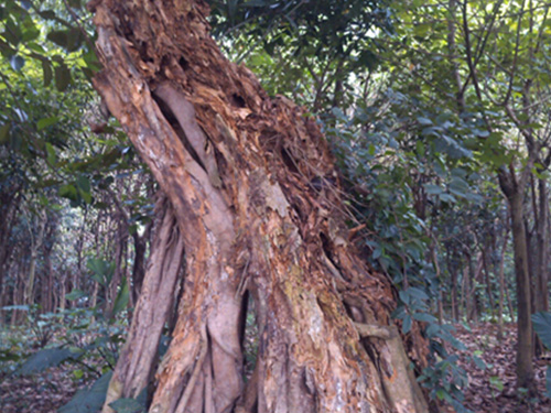长沙园林苗圃白蚁控制