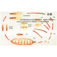 望城上门灭白蚁