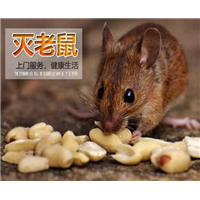 温州灭鼠公司电话