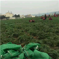 菏泽麦冬草基地批发