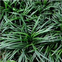 菏泽麦冬草批发价格