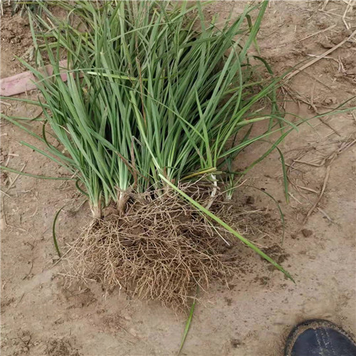 山东麦冬草种植基地