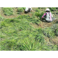 山东哪里有麦冬草卖