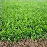 曹县麦冬草种植基地