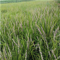 菏泽麦冬草草坪批发