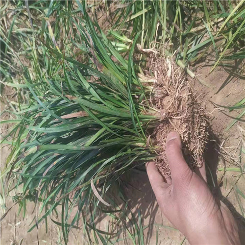 菏泽麦冬草批发