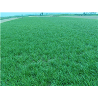山东麦冬草草坪出售