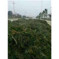 菏泽麦冬草草坪出售