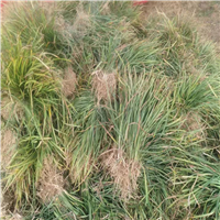 山东麦冬草批发