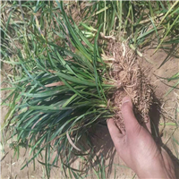 菏泽麦冬草批发