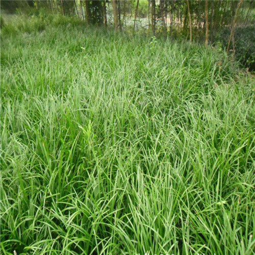 菏泽麦冬草草坪