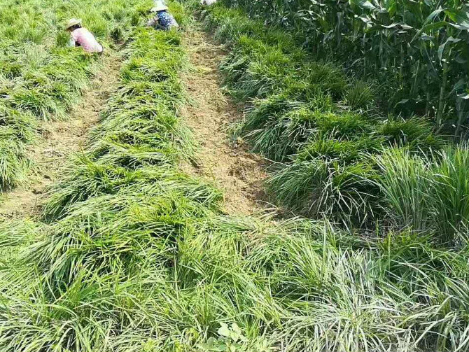 山东麦冬草草坪基地