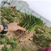 山东麦冬草多少钱