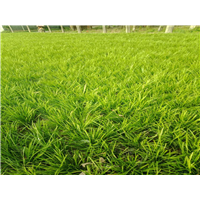 山东麦冬草草坪供应