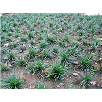 菏泽麦冬草多少钱